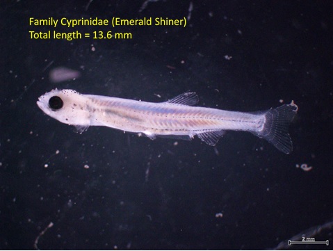 larval fish. Image text: Family Cyprinidae (Emerald Shiner), total length = 13.6 mm